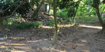 Chủ kẹt tiền cần bán gấp nền đất Ấp 3 xã an hữu Cái Bè