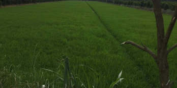 Chính chủ gửi bán 13công ruộng tại Mỹ Hoà Xã Mỹ Trung Cái Bè TG