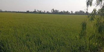 ️ Cần bán gấp 30 công ruộng (3 mẫu) có bán lẻ 5 công trở lên xã Hậu Mỹ Trinh