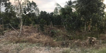 ĐẤT CÁCH LỘ 74 - 200m ĐÔNG HOÀ HIỆP CÁI BÈ TIỀN GIANG