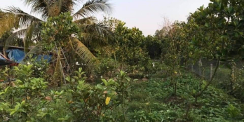 Bán Gấp Đất Đường Bà Huê "qua cầu đình" xã Hòa Khánh Cái Bè