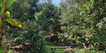 4,5 công sầu riêng đang cho trái vào thu hoạch ngay mặt tiền huyện lộ 54