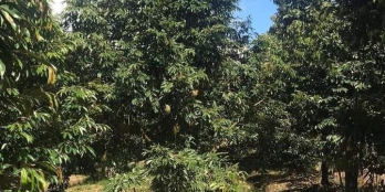 Cần bán 5 công  sầu riêng xã Long Tiên Cai Lậy