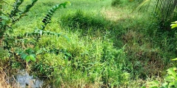 Cần bán 3 công đất , mặt tiền đường đan 3 m , cập kênh thoáng mát