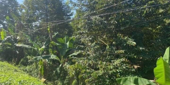 Cần bán 6 công Sầu Riêng đang cho trái ở ấp Long Quới xã Ngũ Hiệp