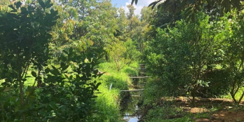 Bán 1 công sầu riêng đường 3m tại Mỹ Long Cai Lậy