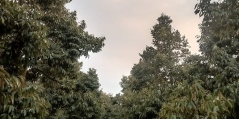 Cần bán 1.479,8m2 sầu riêng thuộc ấp Thanh Hiệp xã Thanh Hòa, tx Cai Lậy