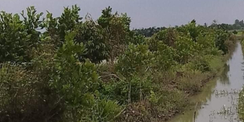 Cần bán 6,4 công đất lúa (2 sổ đang trồng mít, ổi, sầu riêng) Mỹ Thành Nam