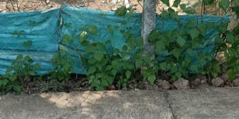 Chính chủ  cần ra nền vườn Cây lâu năm + 2 công ruộng nối tiếp phía sau nền