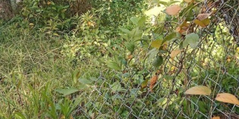 Chủ cần vốn kinh doanh cần bán gấp nền đất đẹp phường 5 Cai Lậy