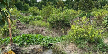 Cần bán 7 công vườn sầu riêng, mít, chanh Thuộc Bình Phú Cai Lậy