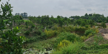 BÁN ĐẤT VƯỜN XOÀI + MÍT, XÃ PHƯƠNG TRÀ, HUYỆN CAO LÃNH