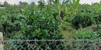 Bán 5.600m2 đất mặt tiền nhựa thuộc ấp Bờ Xe,Thạnh phú,Châu Thành