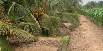 2 công đất vườn ở ấp Tân Phú xã Tân Lý Tây huyện Châu Thành-Tiền Giang.