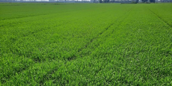 Bán 8651mv đất  giá 400 triệu 1 công ấp 2 tam hiệp châu thành tiền giang.