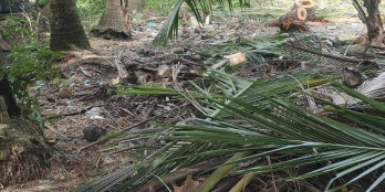 650 MV đất nền cây lâu năm, đường xe hơi cần bán gấp tại Bình Ninh, Chợ Gạo