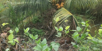 Bán 5000m2 đất đang thu hoach dừa. Bình hòa a Song Bình, Chợ Gạo