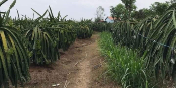 Bán đất 1850m’ thang Long đang thu hoạch Đăng Hưng Phước, Chợ Gạo