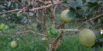 Chính chủ gởi bán 2 công bưởi thuộc xã Xuân Đông Chợ Gạo