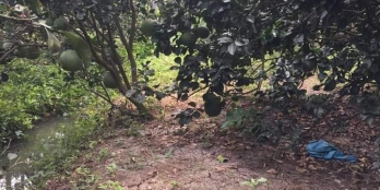 Bán vườn bưởi mặt tiền lộ nhựa 5m Bình Phan Chợ Gạo. TIỀN Giang