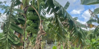 Cần bán lô đất tại Xã Suối Tiên Huyện Diên Khánh. Diện tích : 9000 m2