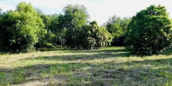 Cần bán rẫy xoài hơn 22.000m2 Diên Sơn, Diên Khánh, o6to vào tận nơi.