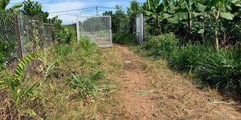 Chỉ 237tr/1000m2 đất trồng kín bưởi da xanh và mít thái.