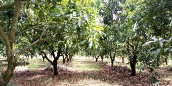 Kẹt tiền cần bán vườn xoài gần trường, chợ, đường hiện hữu, 20x50.