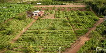 Đất vườn Phú Túc có sẵn vườn trái cây, gần chợ, sông La Ngà, Khu Công Nghiệp