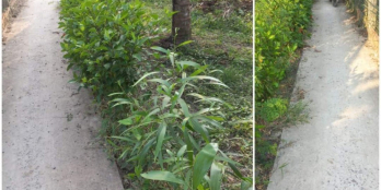 Đất nền đẹp đang trồng dừa giá mềm 2 mặt tiền ấp 4 Tân Phước