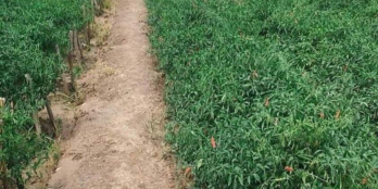 Do khách ở xa không tiện đi lại, bán rẻ miếng đất 17mx19m đã lên cây lâu năm