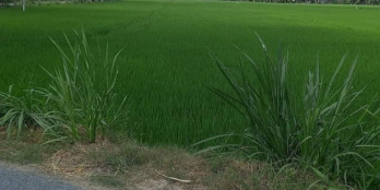 Cần bán gấp trước tết.Đất 2 mặt tiền ấp Thới An Long Vĩnh, Gò Công Tây