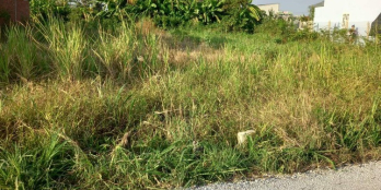 Đất nền gần công ty Shilla. Ấp Chợ Mới , xã Long hòa, TXGC