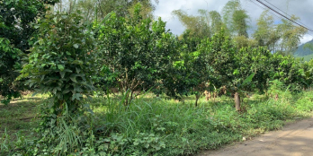 CHỈ 590 triệu - BÁN NHANH VƯỜN BƯỞI VEN SUỐI - ĐƯỜNG Ô TÔ - CÁCH QL27C 4KM