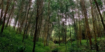 Đất Khánh Thành - Khánh Vĩnh đang trồng keo