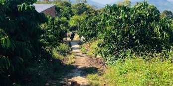 bán mảnh vườn  Diện tích 1ha9 Đã có sổ 1ha3