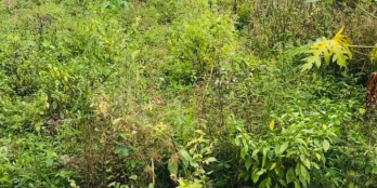 Bán nền đất Long Phước Long hồ Vĩnh Long …