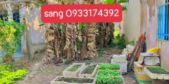  CHỦ CẦN BÁN SANG TẾT RA NƯỚC NGOÀI