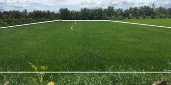 19 công ruộng phú đức long hồ. Lộ xe oto tới đất đường đi chung 4m