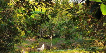 Đất xã Hòa Ninh - Long Hồ - TP.Vĩnh Long: 928m2 (23x40)