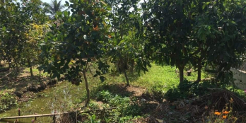 Bán đất 8mx22m ( thổ cư 50m2) ấp Phước Thuận, xã Phước Thạnh, Mỹ Tho