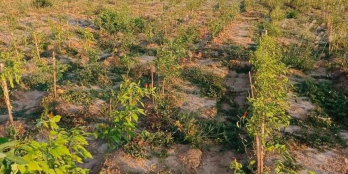 Nhà bạn em cần Pán gấp 3 Sào đất Nông Nghiệp đang làm rẩy