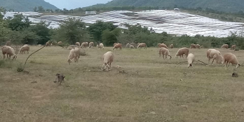 10 ha đất HNK  Gần khu quân sự,  điện mặt trời, đường xe ô tô đi được