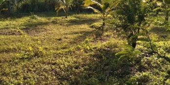 Cần bán gấp đất trồng cây lâu năm tại Ninh Sơn