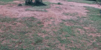 Mình cần bán gấp 5 sào đất ở Phước trung đất nông nghiệp có sổ Hồng đầy đủ.