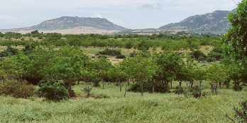 Đất Mũi Dinh ai thổi lên hôm giờ tới 1.5ty/sào vậy ạ