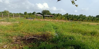 Chính chủ cần bán đất xào xã thành Hải.cần bán 1xào500m2  giá 7xx trên 1xào