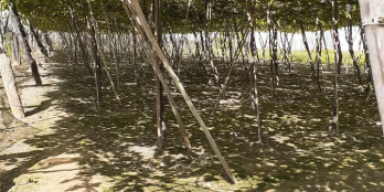 Cần ra đi 695m đất trồng cây lâu năm cho chuyển thổ đường ô tô