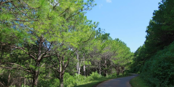 Đất diện tích cực kỳ lớn 12x44m giá chỉ 450tr