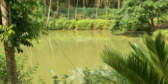 Bán 2ha đất tại Sơn Dương, Tuyên Quang phù hợp làm trang trại